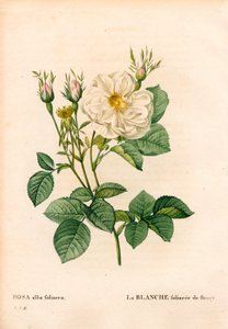 Løvaktig hvit rose av Fleury, Rosa alba-sorten, la blanc foliaceee de Fleury. Håndfarget prikkete kobberstikk fra Pierre Joseph Redoutes "" Les Roses,"" Paris av Pierre Joseph Redouté