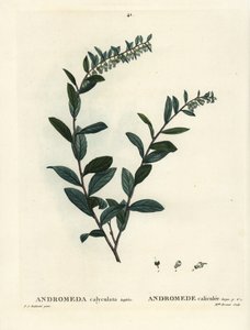 Lærblad, Chamaedaphne calyculata (Andromeda calyculata). Håndfarget stiplegravering av frøken Brenet etter en illustrasjon av Pierre-Joseph Redoute fra Henri Louis Duhamel du Moncels Treat of Trees et Shrustes, Paris av Pierre Joseph Redouté