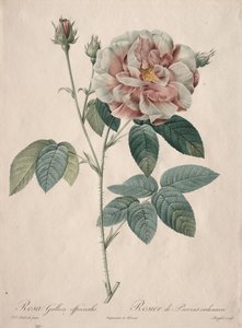 Rosene: Rosa Gallica av Pierre Joseph Redouté