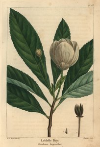 Loblolly bay, Gordonia lasyanthus (gravering) av Pierre Joseph Redouté