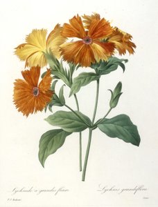 Storblomstret Lychnid, Lychnus grandiflora, fra Choice Of The Most Beautiful Flowers and Most Beautiful Fruits, 1827 (håndfarget stiplegravering)