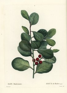 Madeira kristtorn, Ilex perado (Holly de Madere, Ilex maderiensis). Håndfarget stiplegravering av Casenave etter en illustrasjon av Pierre-Joseph Redoute fra Henri Louis Duhamel du Moncels Treat des Arbres et Shrustes, Paris av Pierre Joseph Redouté