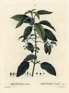 Maqui eller chilensk vinbær, Aristotelia chilensis (Aristotelia macqui). Håndfarget stiplegravering av Aimee etter en illustrasjon av Pierre-Joseph Redoute fra Henri Louis Duhamel du Moncels Treat des Arbres et Shrustes, Paris av Pierre Joseph Redouté