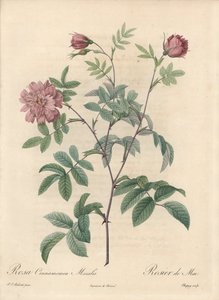 Mairose eller kanelrose - Eau forte de Chapuy, fra en illustrasjon av Pierre Joseph Redoute (1759-1840), utdrag fra Les Roses av Pierre Joseph Redouté