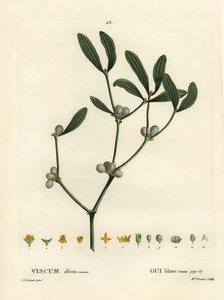 Misteltein, Visum album. Håndfarget prikkegravering av frøken Brenet etter en illustrasjon av Pierre-Joseph Redoute fra Henri Louis Duhamel du Moncels Treat des Arbres et Shrustes, Paris av Pierre Joseph Redouté