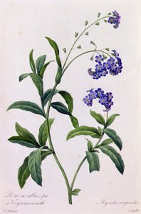 Myosotis Scorpiodes (farget gravering) av Pierre Joseph Redouté