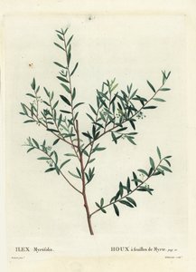 Myrtkristtorn eller myrtedahoon, Ilex myrtifolia. Håndfarget stiplegravering av Delaneaux etter en illustrasjon av Pierre-Joseph Redoute fra Henri Louis Duhamel du Moncels Treat des Arbres et Shrustes, Paris av Pierre Joseph Redouté