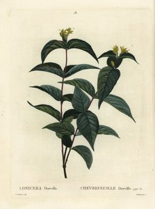 Nordlig buskkaprifol, Diervilla lonicera (Lonicera diervilla). Håndfarget prikkegravering av Du Ruisseau etter en illustrasjon av Pierre-Joseph Redoute fra Henri Louis Duhamel du Moncels Treat des Arbres et Shrustes, Paris av Pierre Joseph Redouté