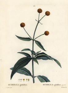 Orange-ball-tre eller orange ball buddleja, Buddleja globosa (Buddlea globiflora). Håndfarget prikkegravering av frøken Brenet etter en illustrasjon av Pierre-Joseph Redoute fra Henri Louis Duhamel du Moncels Treat des Arbres et Shrustes, Paris av Pierre Joseph Redouté