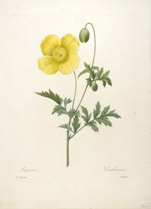 Papaver, fra Choice Of The Most Beautiful Flowers and Most Beautiful Fruits, 1827 (håndfarget prikkegravering)