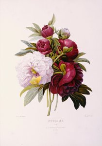 Peoner, gravert av Prevost av Pierre Joseph Redouté