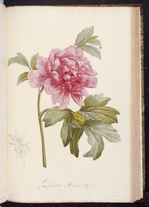 Peon, fra "Beskrivelse av sjeldne og kultiverte planter ved Malmaison og Navarre" av Aime Bonpland, 1812-14 av Pierre Joseph Redouté