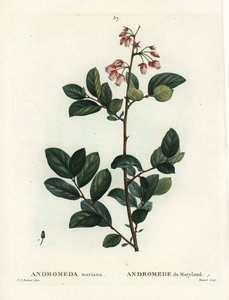Pieris mariana (Andromeda mariana, Andromede of Maryland). Håndfarget prikkegravering av Renard etter en illustrasjon av Pierre-Joseph Redoute fra Henri Louis Duhamel du Moncels Treat des Arbres et Shrustes, Paris av Pierre Joseph Redouté