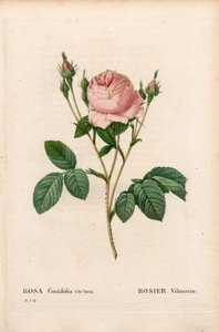 Rosa Vilmorin, Rosa centifolia Vilmorin. Håndfarget prikkete kobberstikk fra Pierre Joseph Redoutes "" Les Roses,"" Paris av Pierre Joseph Redouté