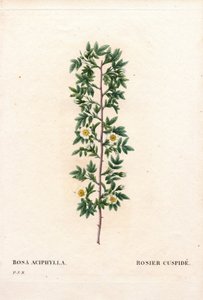 Rosa kuspidat, Rosa canina variant. Cuspid rose, Rosa aciphylla. Håndfarget prikkete kobberstikk fra Pierre Joseph Redoutes "" Les Roses,"" Paris av Pierre Joseph Redouté