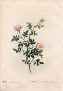 Rosa hekkrose, Rosa aggrestis variant, Rose av høyet med rosa blomster. Håndfarget prikkete kobberstikk fra Pierre Joseph Redoutes "" Les Roses,"" Paris av Pierre Joseph Redouté