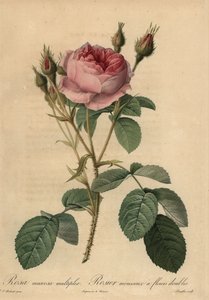 Rosa moserose, Rosa centifolia f. muscosa av Pierre Joseph Redouté