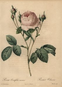 Rosa rose, Rosa centifolia carnea av Pierre Joseph Redouté