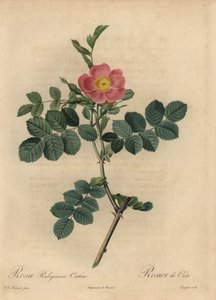 Rosa sweetbriar rose, Rosa rustinosa av Pierre Joseph Redouté