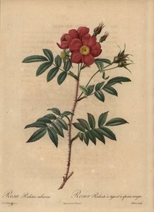 Rød rose, Rosa av Pierre Joseph Redouté
