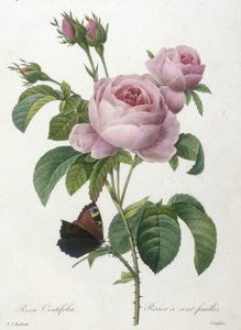 Rosa Centifolia, Rosier a cent-feuilles, fra Choice Of The Most Beautiful Flowers and Most Beautiful Fruits, 1827 (håndfarget stiplegravering)