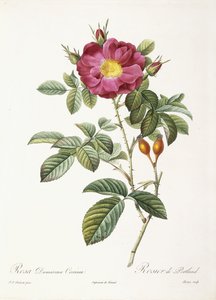 Rosa Damascena Coccina av Pierre Joseph Redouté