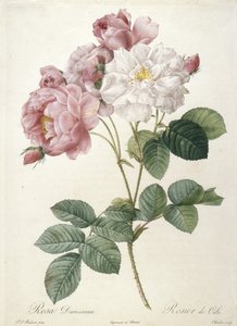 Rosa Damascena, Rosier de Cels, fra Les Roses, 1817-24 (håndfarget stiplegravering)