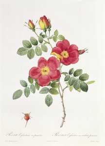Rosa Eglantera Punicea av Pierre Joseph Redouté