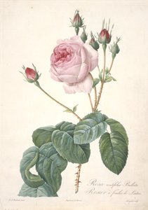 Rosa centifolia Bullata, Rosebush med salatblader, fra Les Roses, 1817-24 (håndfarget stiplegravering) av Pierre Joseph Redouté