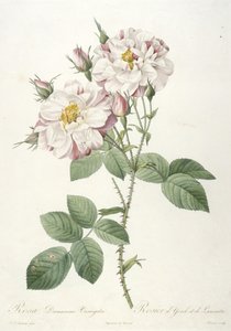 Rosa damascena variegata, Rose of York og Lancaster, fra La Couronne des Roses, 1817-24 (håndfarget stiplegravering) av Pierre Joseph Redouté