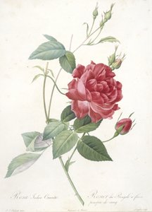 Rosa indica cruenta, bengalrose med blodlilla blomster, fra Les Roses, 1817-24 (håndfarget stiplegravering) av Pierre Joseph Redouté