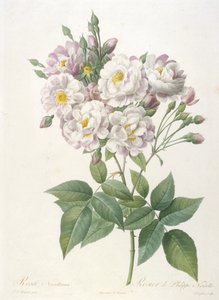 Rosa noisettiana, Rosier de Philippe de Noisette, fra La Couronne des Roses, 1817-24 (håndfarget stiplegravering) av Pierre Joseph Redouté