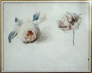 Rosestudie Akvarell av Pierre Joseph Redoute (1759-1840) Malmaison fra 1800-tallet, slottsmuseum. av Pierre Joseph Redouté