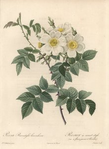 Rosier en kort stil, variant med gule og hvite blomster - Eau forte av Langlois Charlin, fra en illustrasjon av Pierre Joseph Redoute (1759-1840), utdrag fra Les Roses av Pierre Joseph Redouté