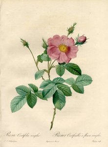 Rosier hundre blader med enkle blomster - Eau forte de Chapuy, fra en illustrasjon av Pierre Joseph Redoute (1759-1840), fra Les Roses av Pierre Joseph Redouté