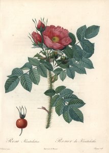 Grov rose eller Kamchatka rose - Eau forte de Chapuy, fra en illustrasjon av Pierre Joseph Redoute (1759-1840), fra Les Roses av Pierre Joseph Redouté