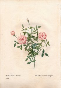 Rouletii rose, Rosa chinensis var. minima Rouletii, Bengal dvergrose. Håndfarget prikkete kobberstikk fra Pierre Joseph Redoutes "" Les Roses,"" Paris av Pierre Joseph Redouté
