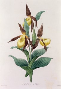 Sabot des Alpes (farget gravering) av Pierre Joseph Redouté