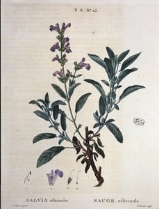 Sage officinalis - i "" New Duhamel eller avhandling om trær og busker som de lengter etter i Frankrike", tegninger av P.J. Redouté og P. Bessa, Paris av Pierre Joseph Redouté