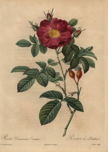 Skarlagenrød damaskrose, Rosa damascena av Pierre Joseph Redouté