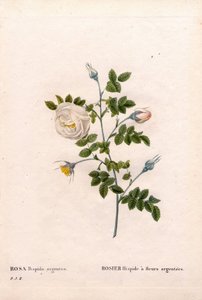 Sølvblomstret rose hispid, Rosa tomentosa variant, Rosa Rose med sølvblomster. Håndfarget prikkete kobberstikk fra Pierre Joseph Redoutes "" Les Roses,"" Paris av Pierre Joseph Redouté