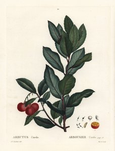 Jordbærtre, Arbutus unedo. Håndfarget stiplegravering av etter en illustrasjon av Pierre-Joseph Redoute fra Henri Louis Duhamel du Monceaus Treat des Arbres et Shrustes, Paris av Pierre Joseph Redouté