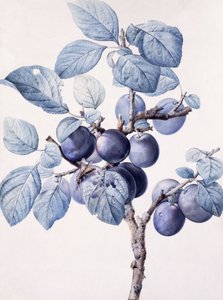 Green av et plommetre som bærer frukt med en veps drikkevann på et blad, av Pierre Joseph Redouté