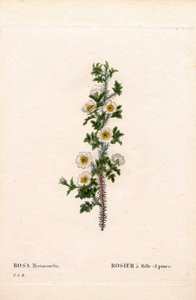 Tusenpigget rose, Rose myriacantha, Rose a Thousand-Spines. Håndfarget prikkete kobberstikk fra Pierre Joseph Redoutes "" Les Roses,"" Paris av Pierre Joseph Redouté