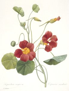 Tropaeolum majus (Garden Nasturtium), 1827 av Pierre Joseph Redouté