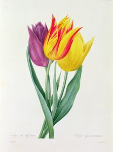 Tulipa Gesneriana (farget gravering) av Pierre Joseph Redouté