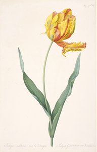 Tulipa Gesneriana var. Dragens papegøye tulipan, 1816. av Pierre Joseph Redouté