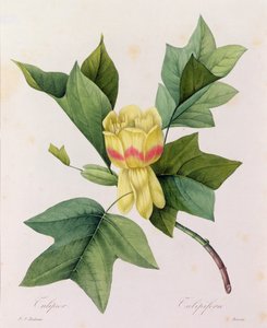Tulipifera (farget gravering) av Pierre Joseph Redouté