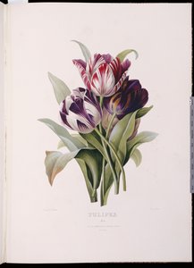 Tulipaner, fra "A Fine Series of Floral Bouquets" av Pierre Joseph Redouté