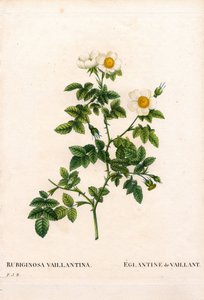 Vaillants sweetbriar rose, Rosa rubiginosa variant, L